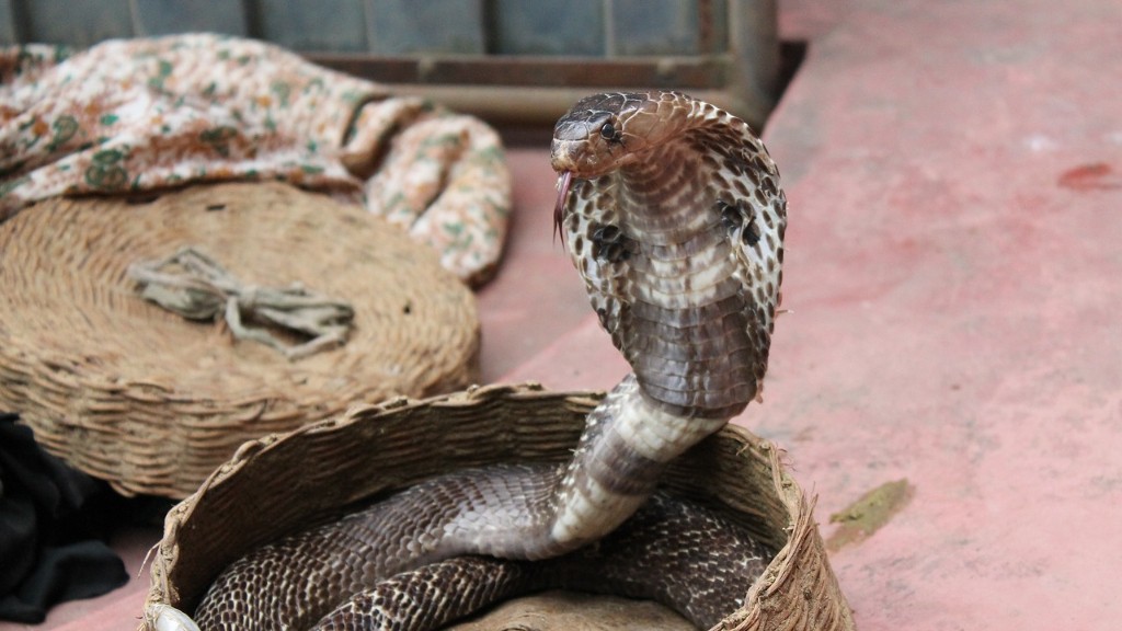 Mga Hayop na Kumakain ng Python Snake